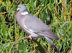 Тагтаа (Ойн тагтаа)